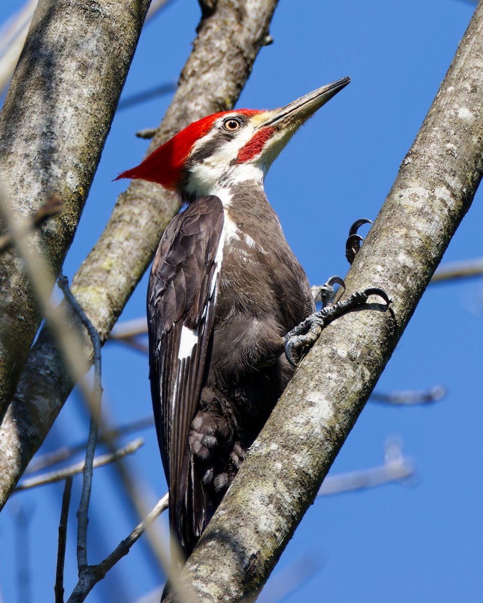 Pileated Woodpecker - ML618503076