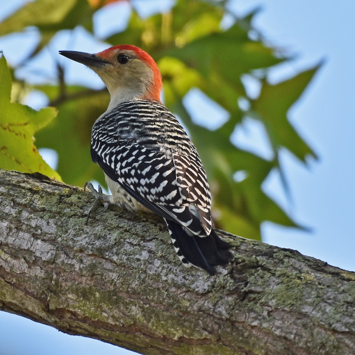 Red-bellied Woodpecker - ML618503087