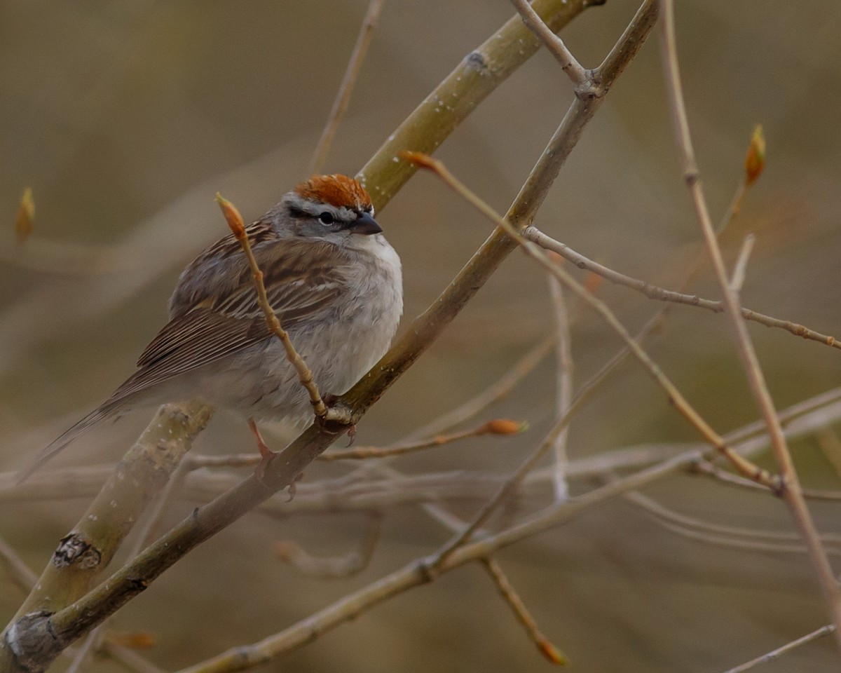 Chipping Sparrow - ML618503111