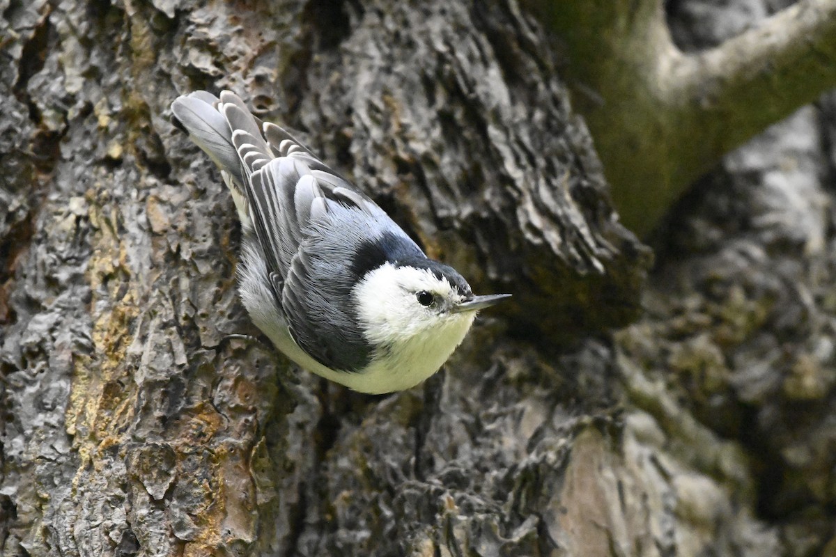 White-breasted Nuthatch - ML618503154