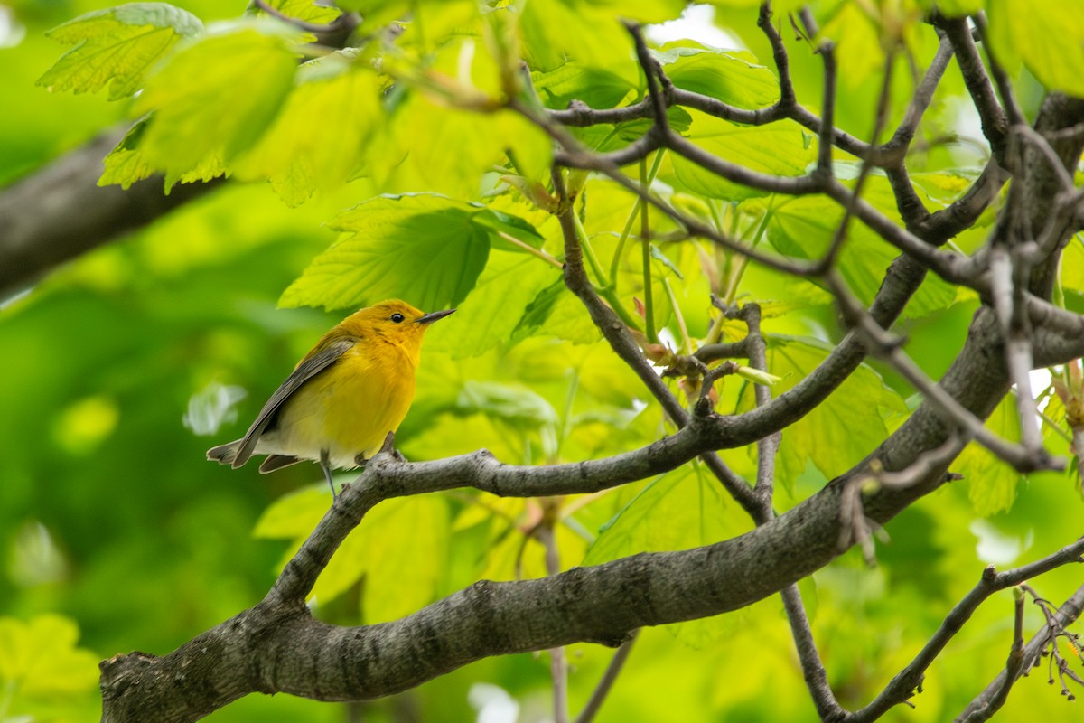 Prothonotary Warbler - ML618503175