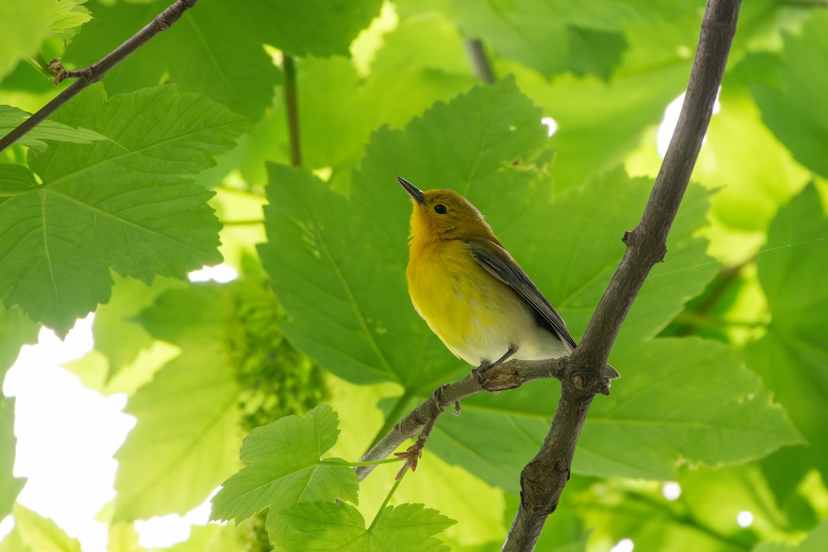 Prothonotary Warbler - ML618503176