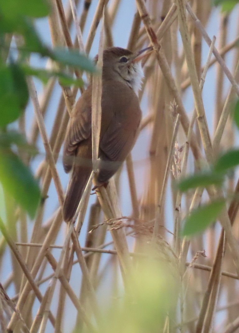 Common Reed Warbler - ML618503226