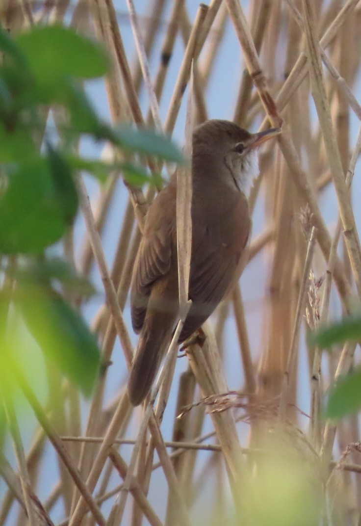 Common Reed Warbler - ML618503227
