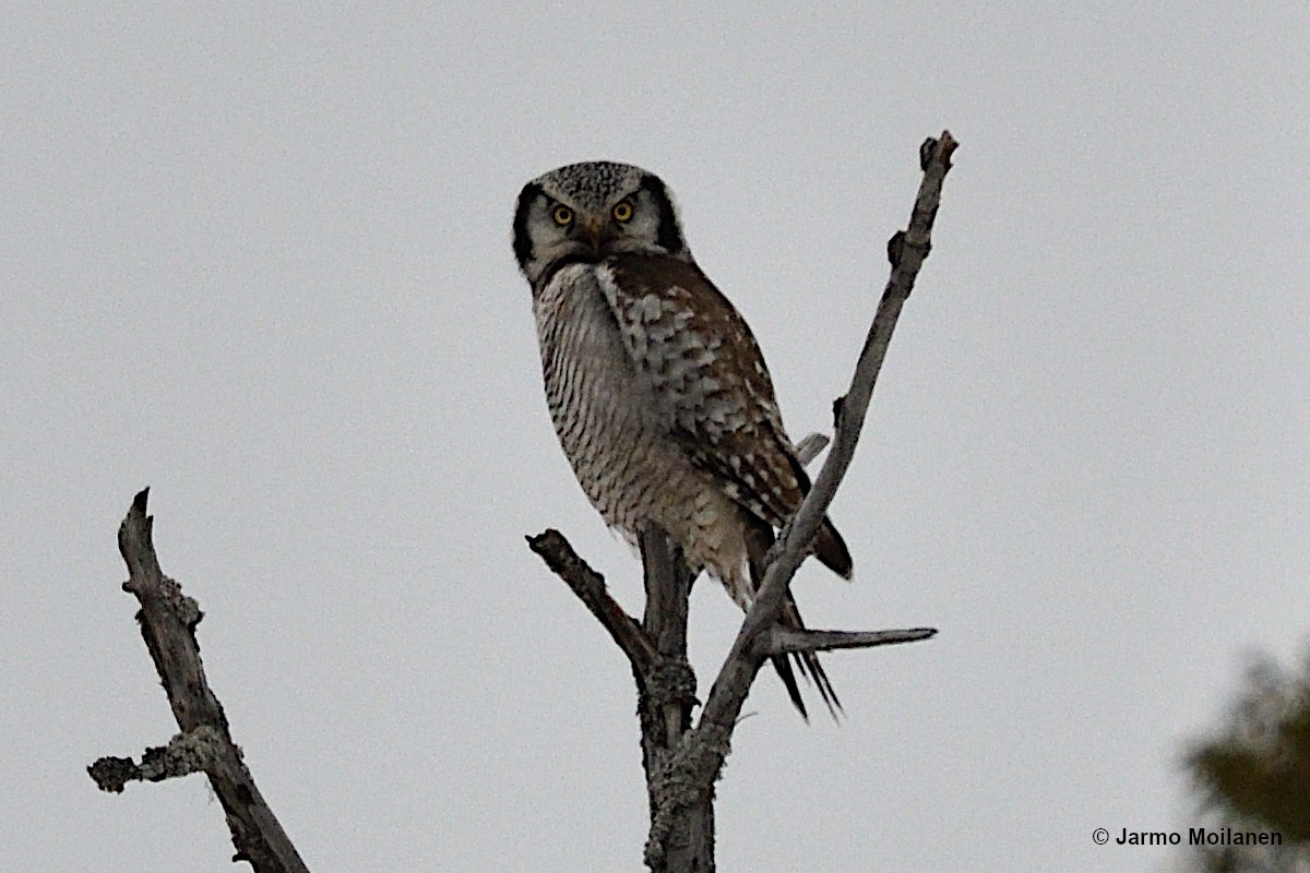 Northern Hawk Owl - ML618503232
