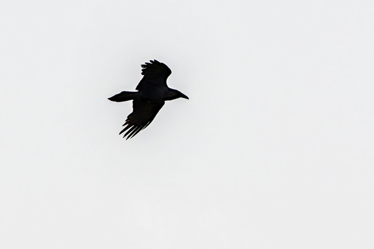 Common Raven - ML618503255