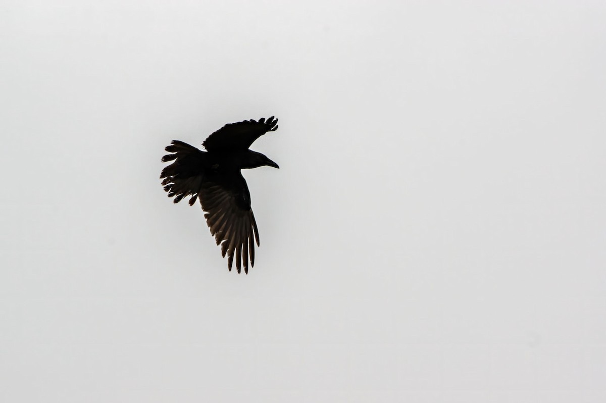 Common Raven - Phil Kahler