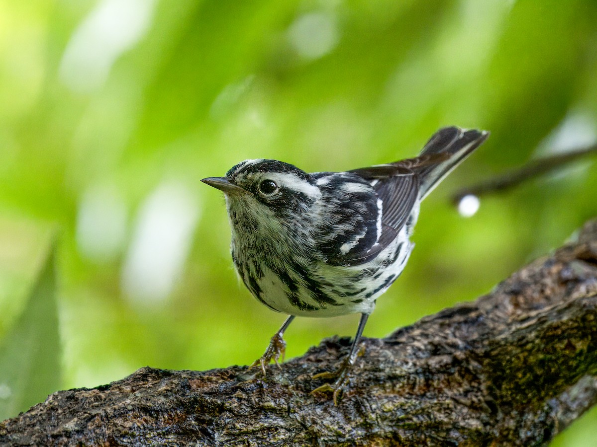 Black-and-white Warbler - ML618503265