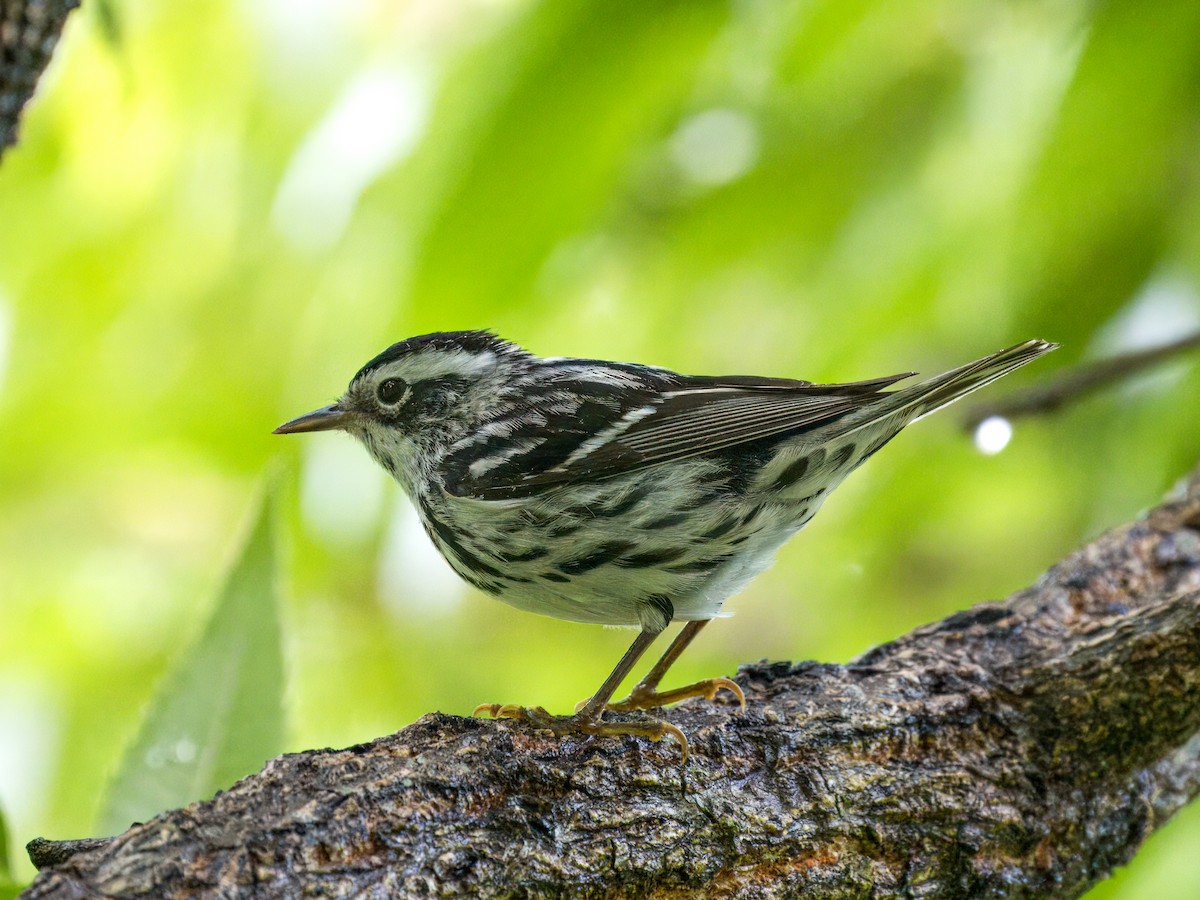 Black-and-white Warbler - ML618503266