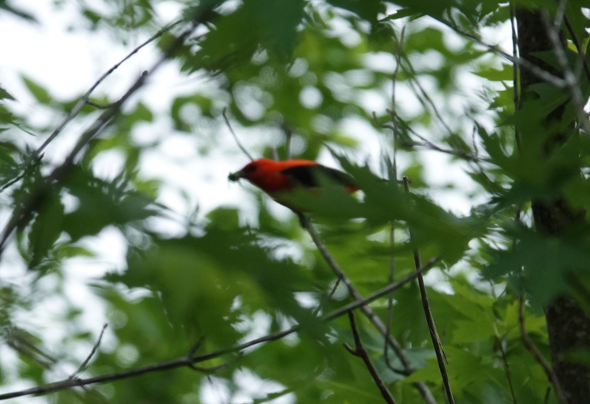 Scarlet Tanager - ML618503271