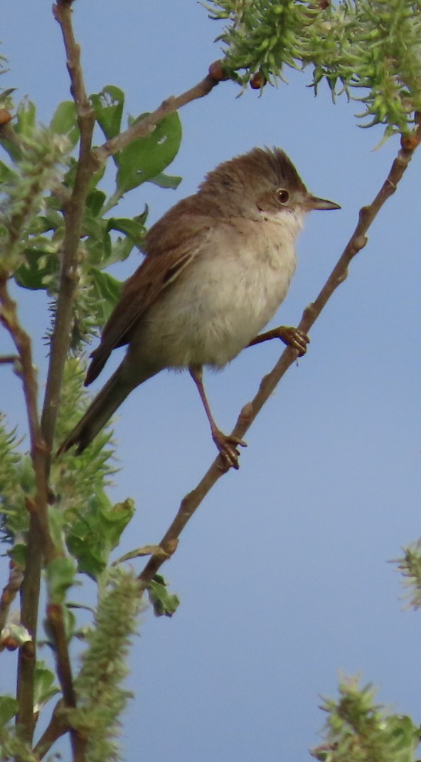 Greater Whitethroat - Paul Cole