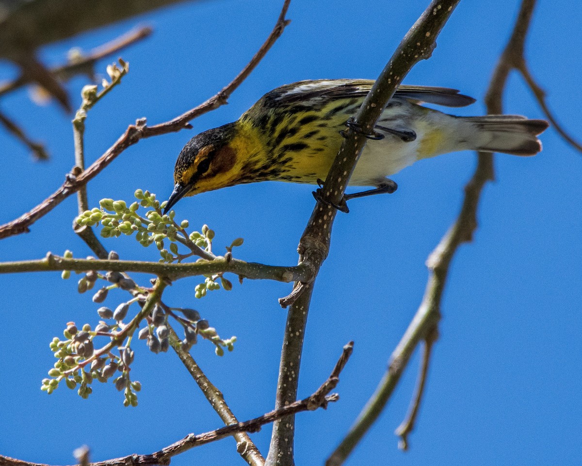 Cape May Warbler - ML618503291