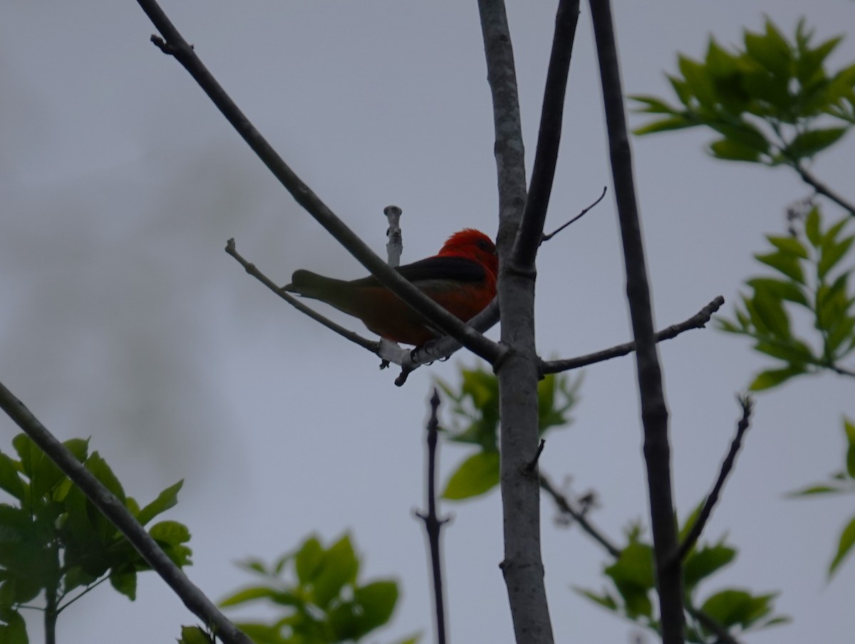 Scarlet Tanager - ML618503301