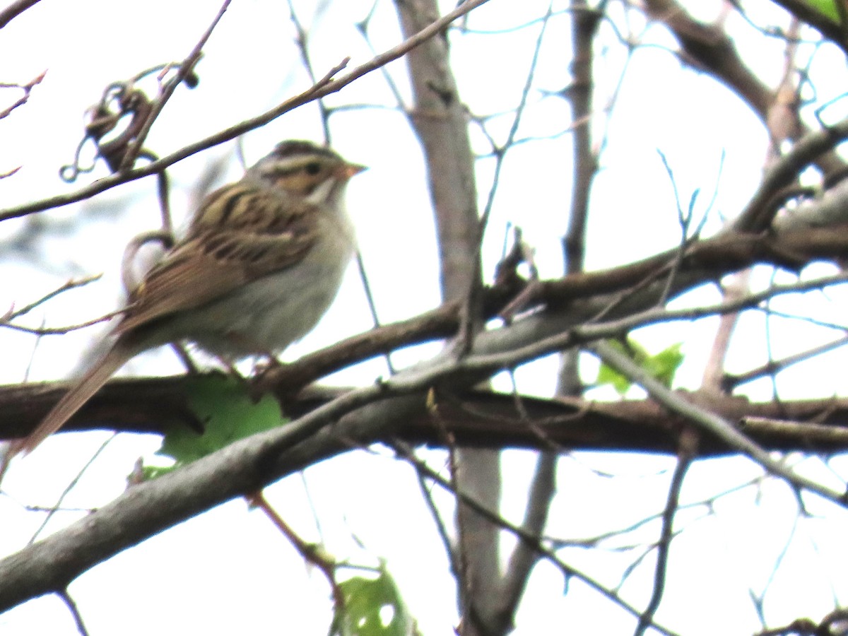 Clay-colored Sparrow - ML618503308