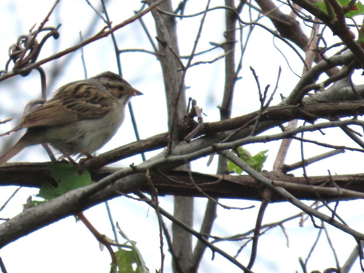 Clay-colored Sparrow - ML618503310