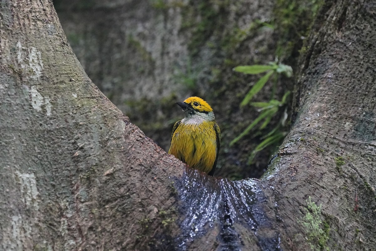 Silver-throated Tanager - ML618503335