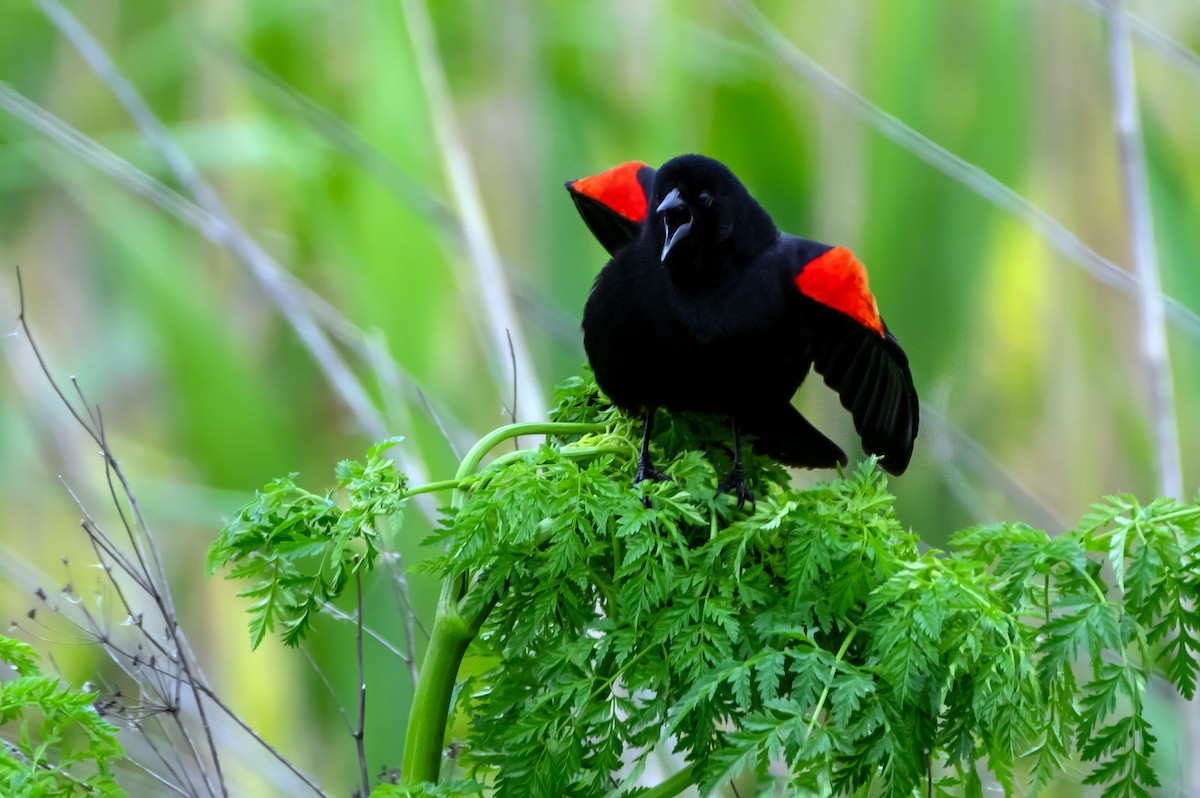 Red-winged Blackbird - ML618503370