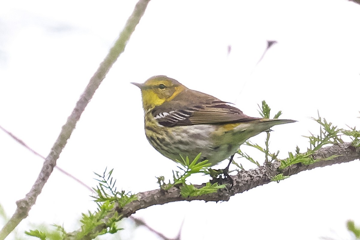 Cape May Warbler - ML618503379