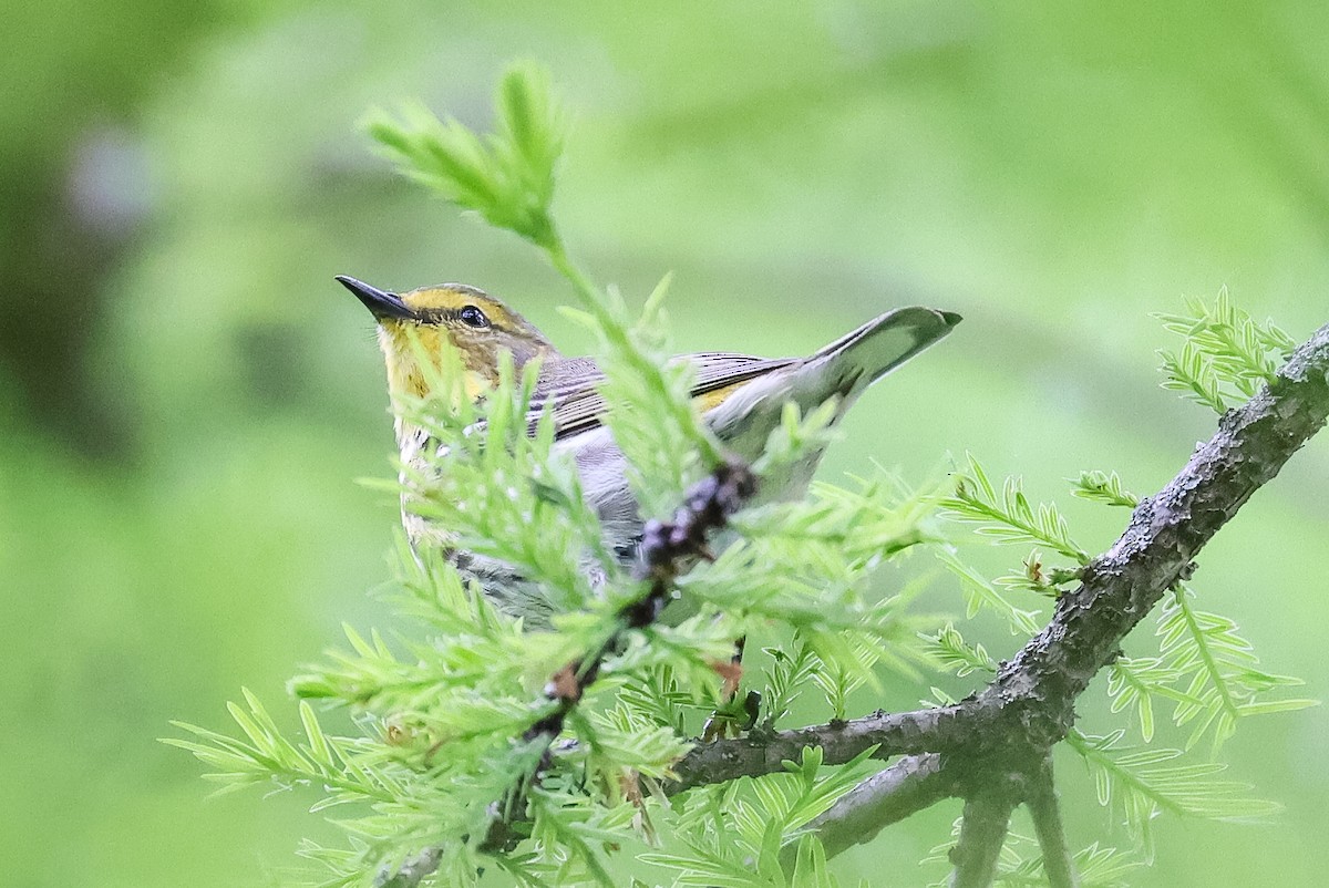 Cape May Warbler - ML618503380