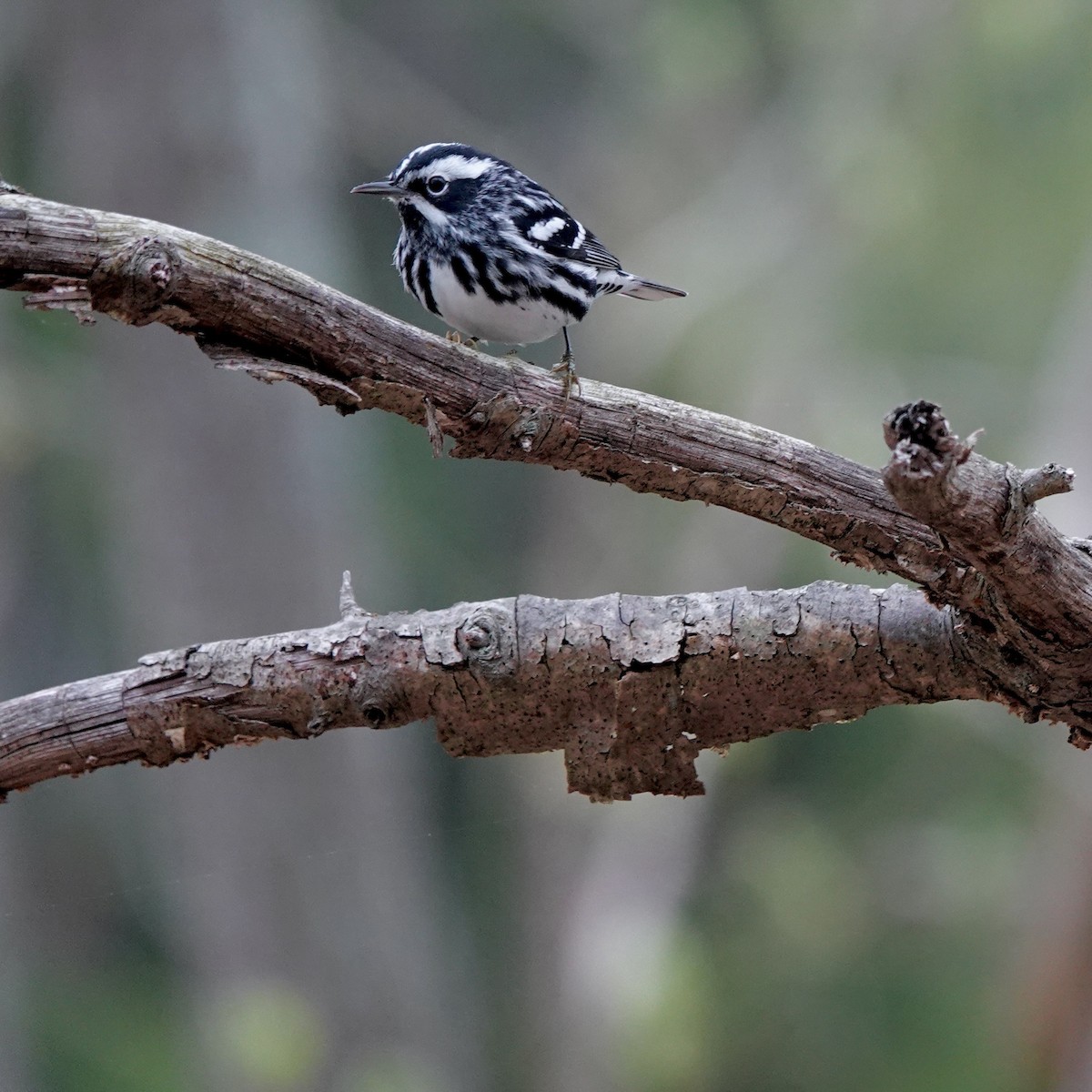 Black-and-white Warbler - ML618503387