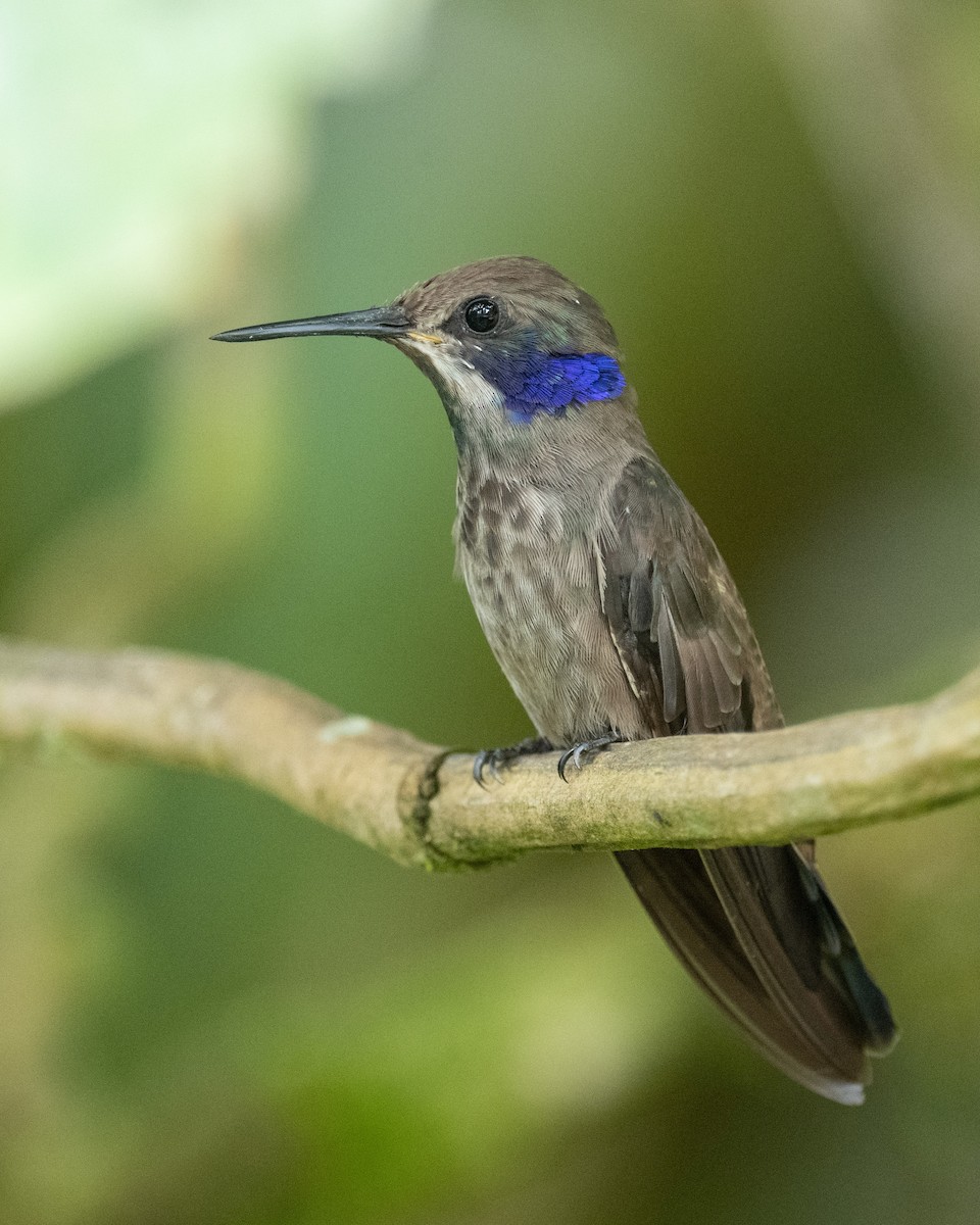 kolibřík fialovouchý - ML618503399