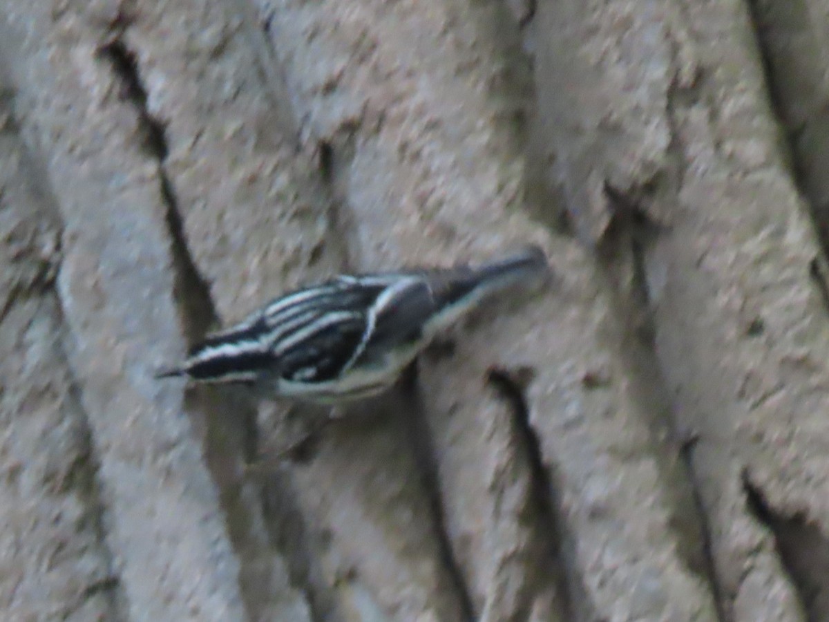 Black-and-white Warbler - ML618503454
