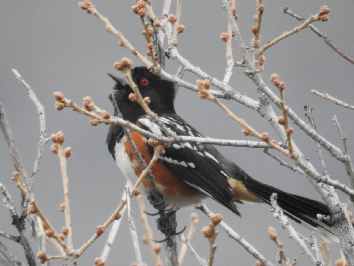 Spotted Towhee - ML618503507