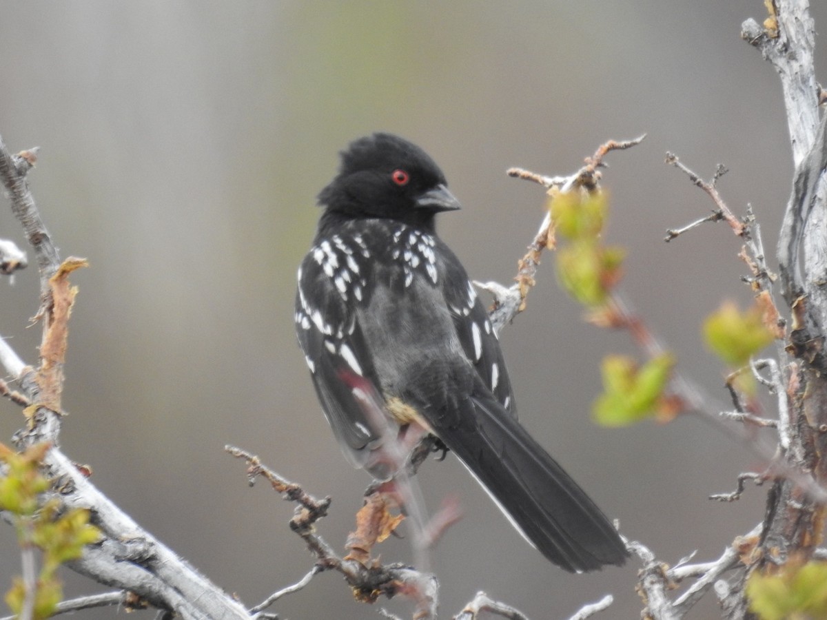 Spotted Towhee - ML618503508