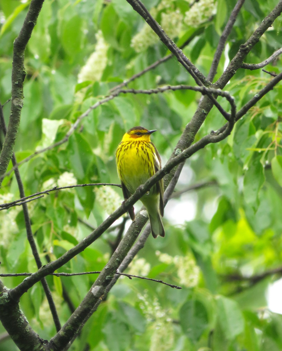 Cape May Warbler - Jerry Warner