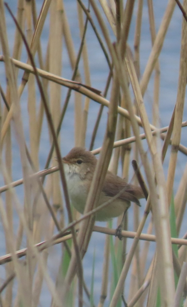 Common Reed Warbler - ML618503529