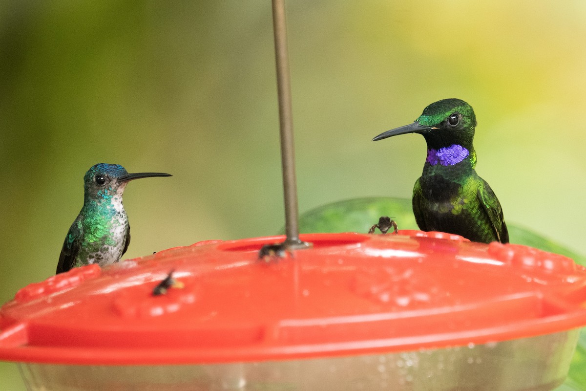 kolibřík zelenoprsý - ML618503554