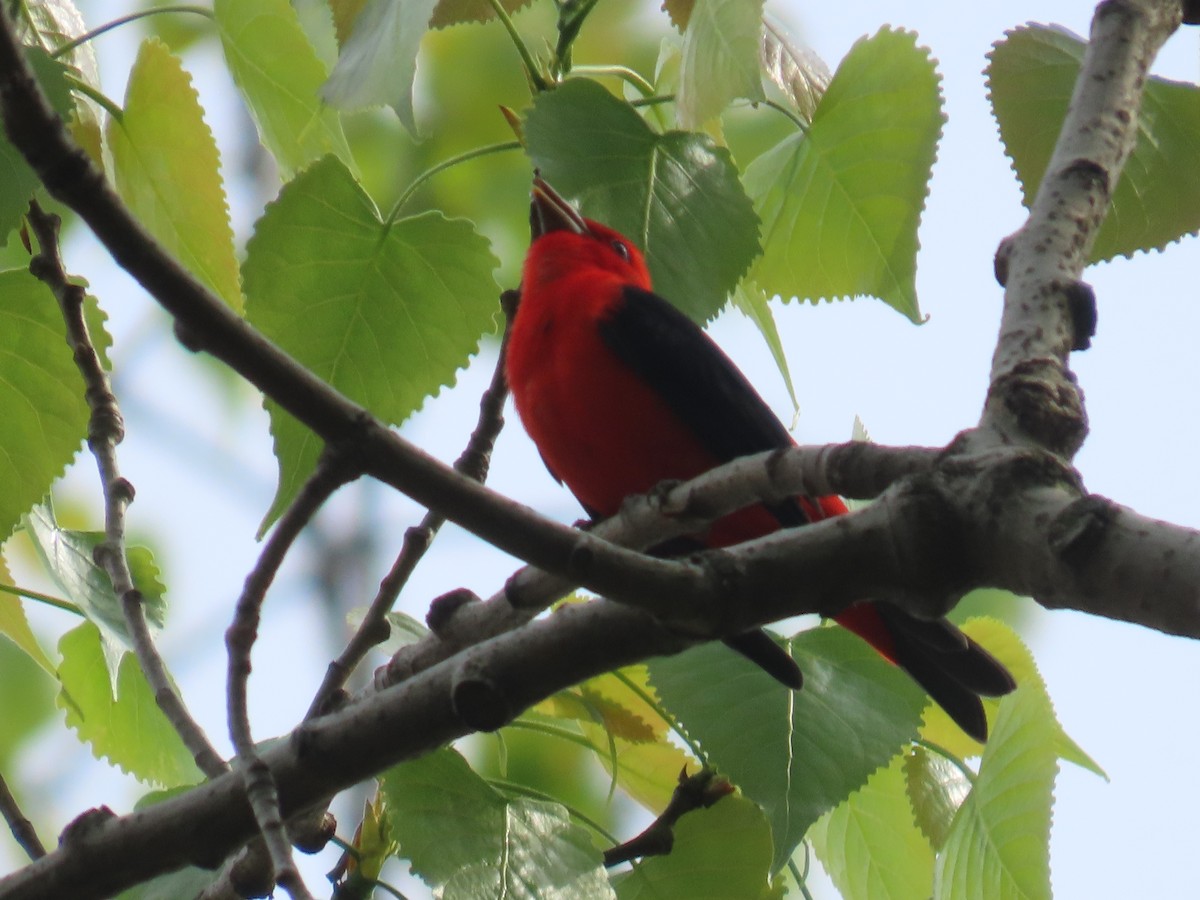 Scarlet Tanager - ML618503563