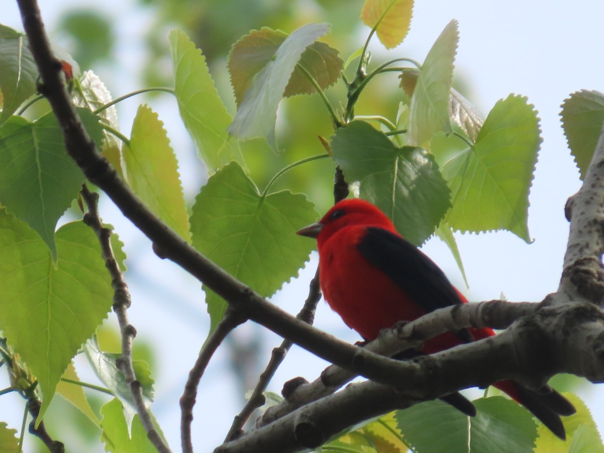 Scarlet Tanager - ML618503564