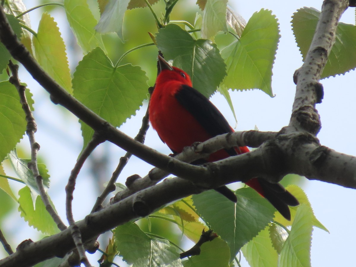 Scarlet Tanager - ML618503565