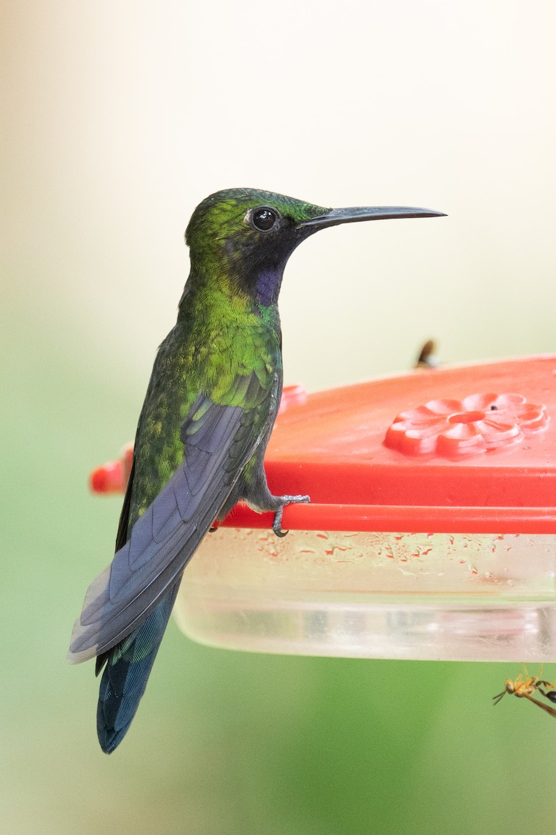 kolibřík zelenoprsý - ML618503630