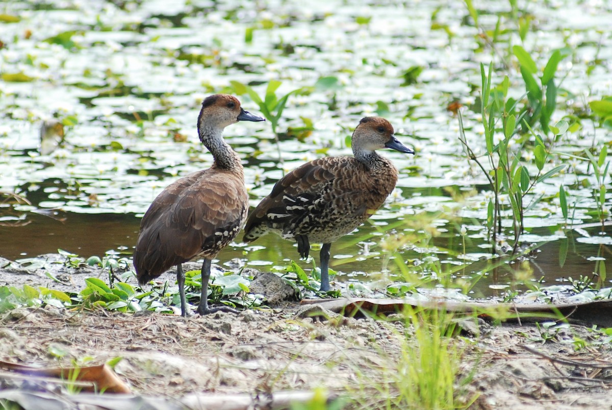 West Indian Whistling-Duck - ML618503631