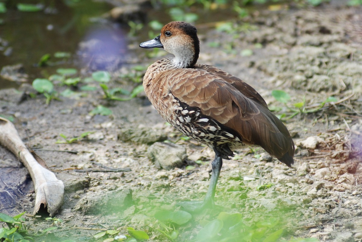 West Indian Whistling-Duck - ML618503632