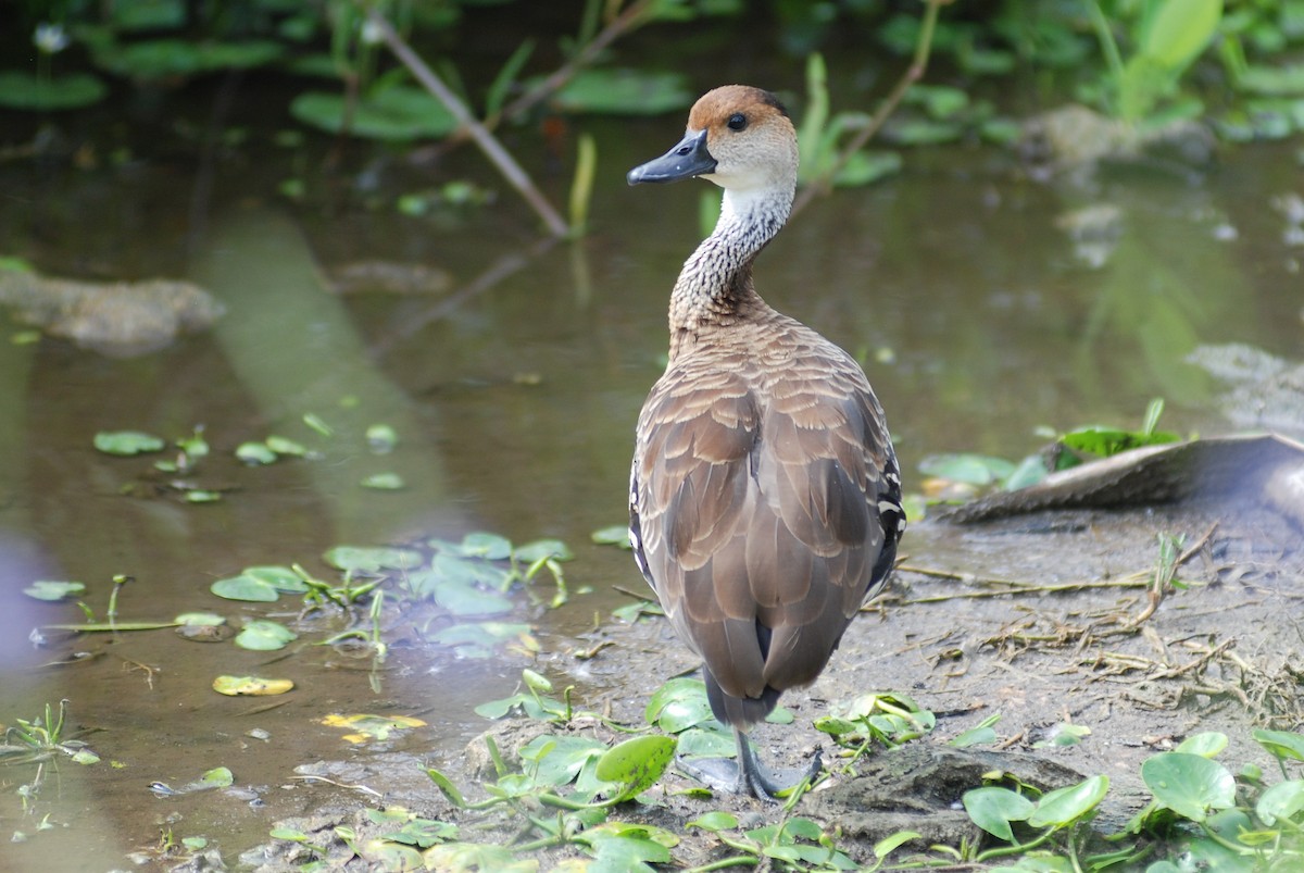 West Indian Whistling-Duck - ML618503633
