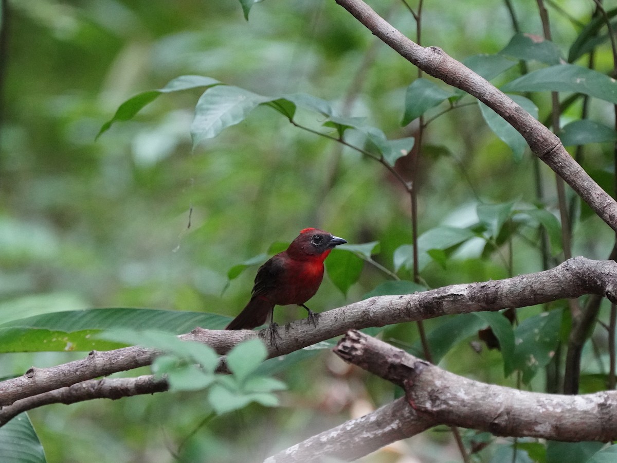 Red-crowned Ant-Tanager - ML618503652