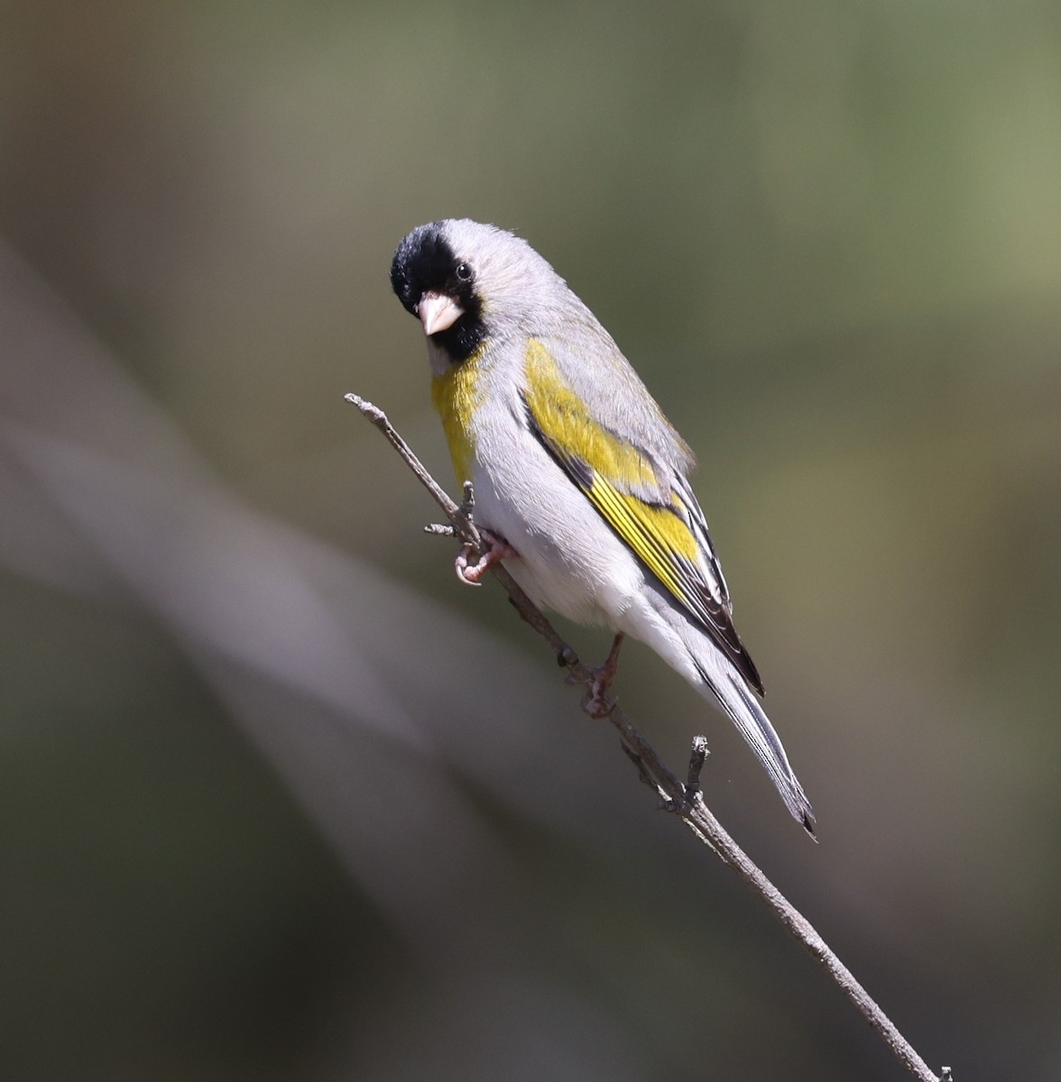 Lawrence's Goldfinch - ML618503690