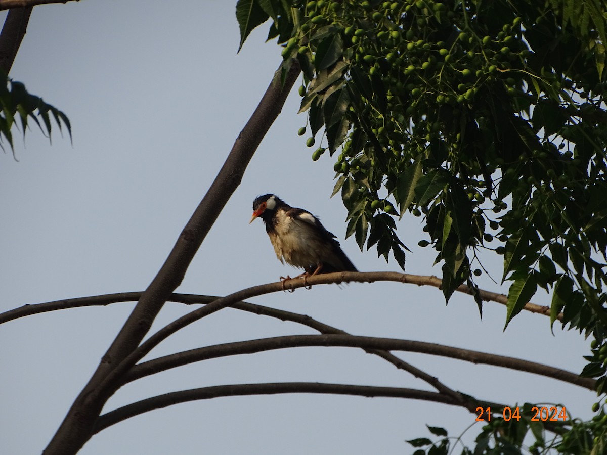 Indian Pied Starling - ML618503694