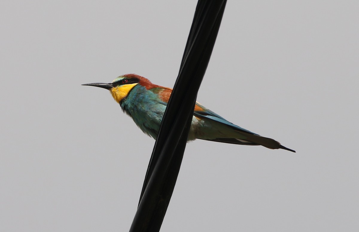 European Bee-eater - ML618503712
