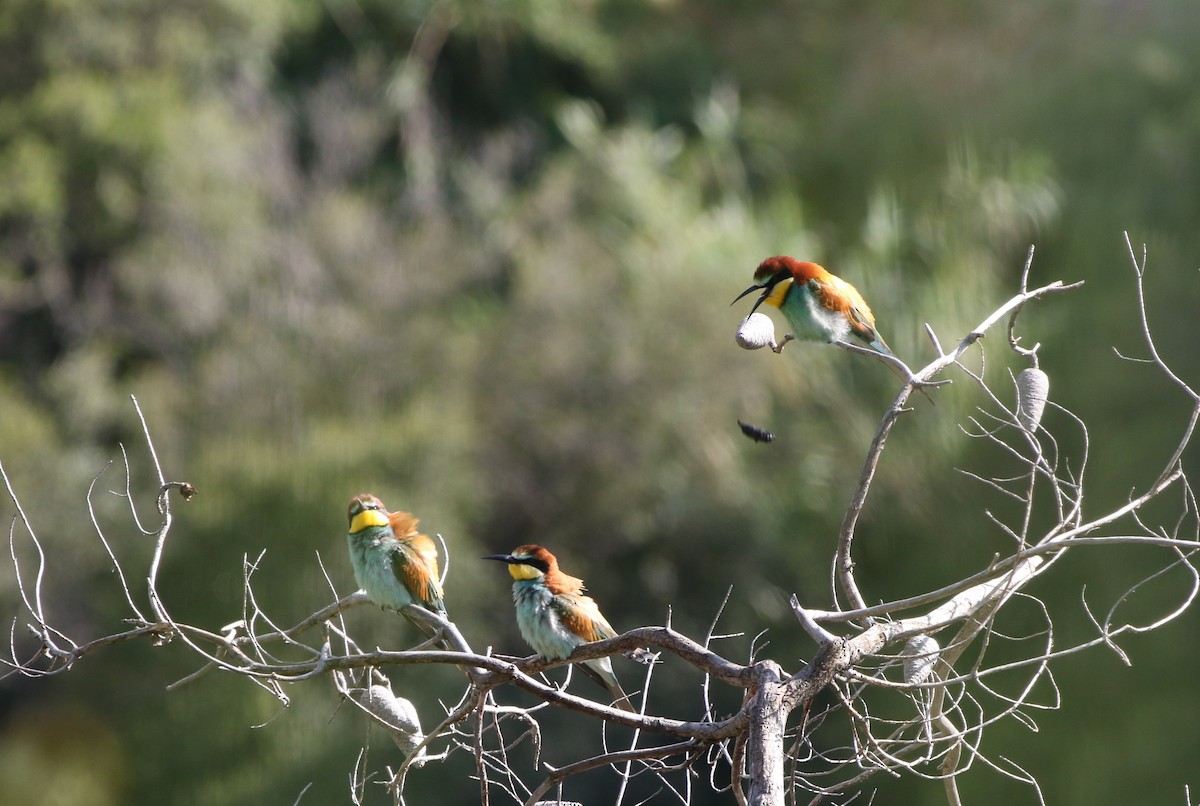 European Bee-eater - ML618503713