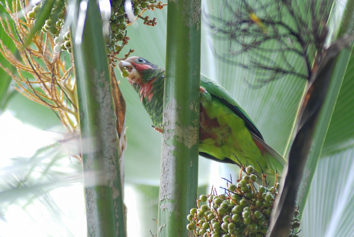 Cuban Parrot (Cayman Is.) - ML618503727