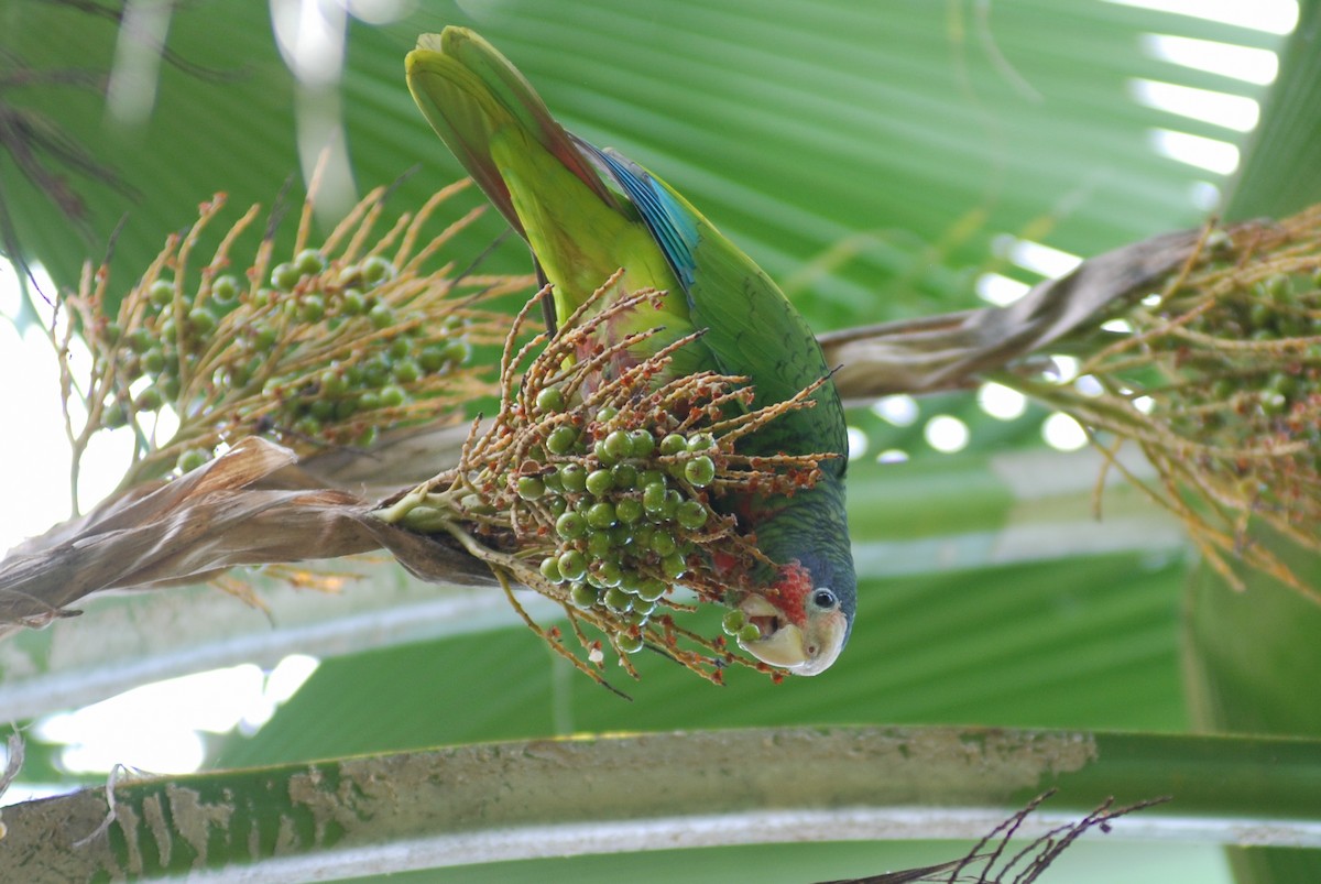 Cuban Parrot (Cayman Is.) - ML618503728