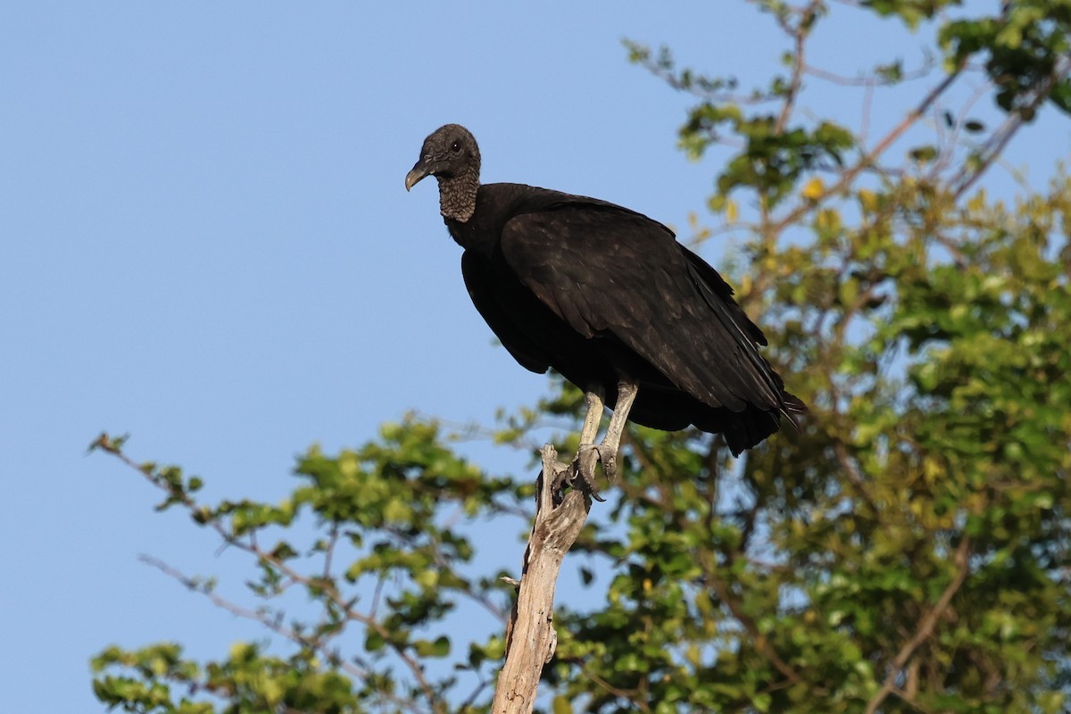 Black Vulture - Andy Bridges