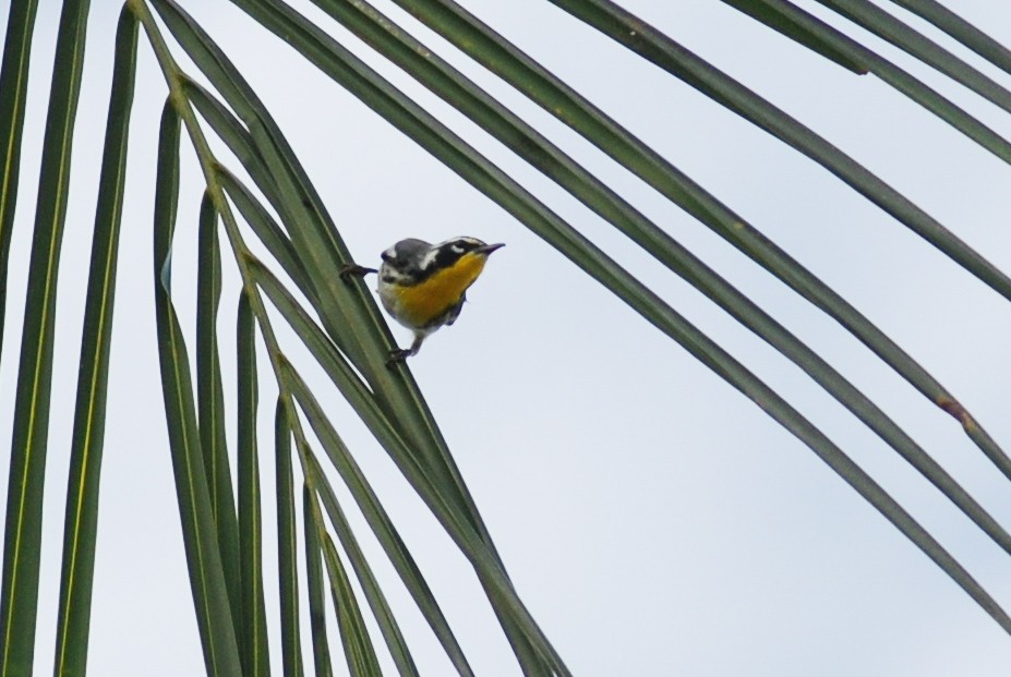 Yellow-throated Warbler - ML618503739