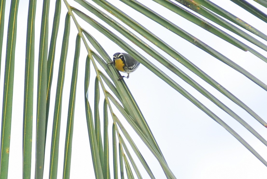 Yellow-throated Warbler - ML618503740
