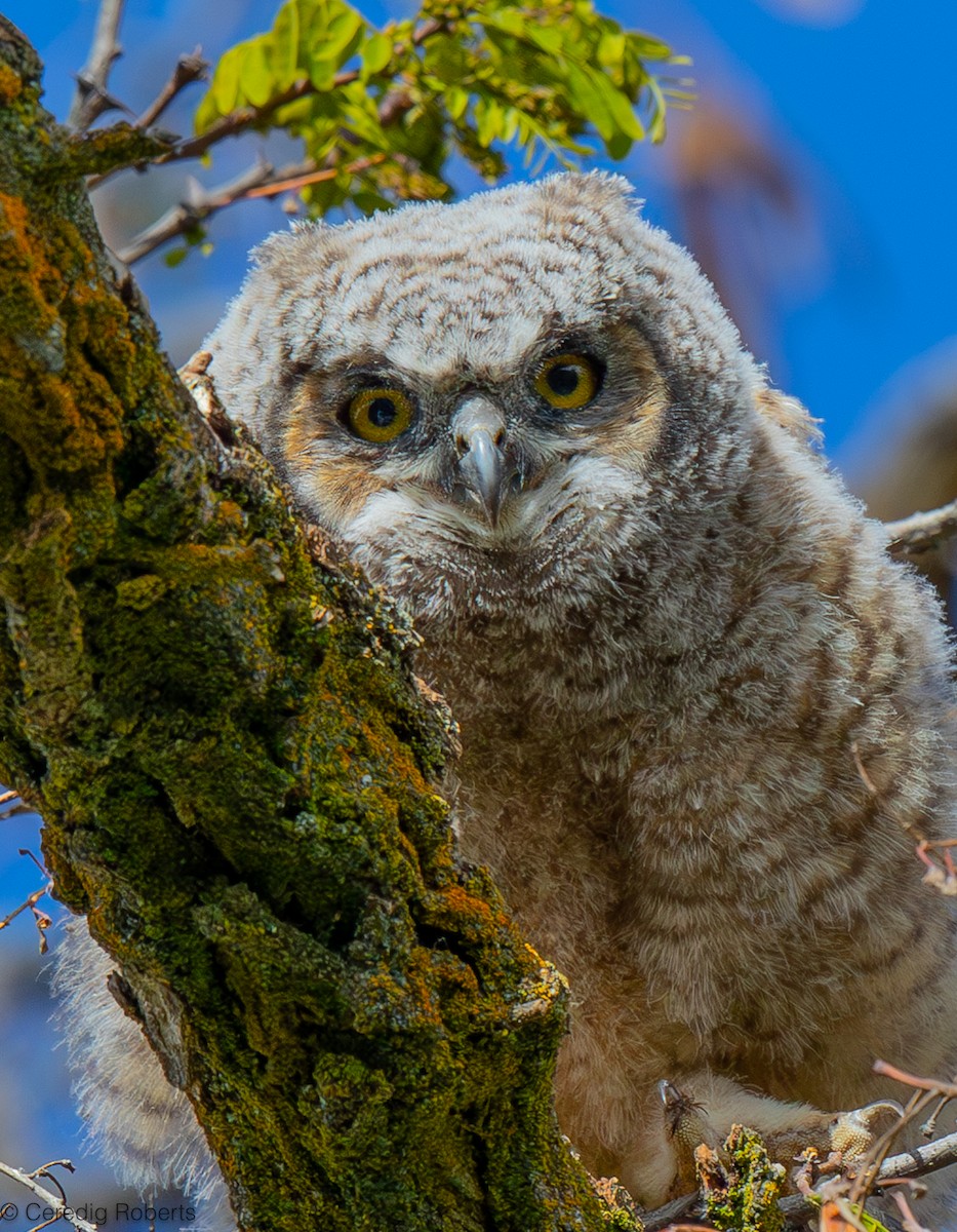 Great Horned Owl - ML618503745