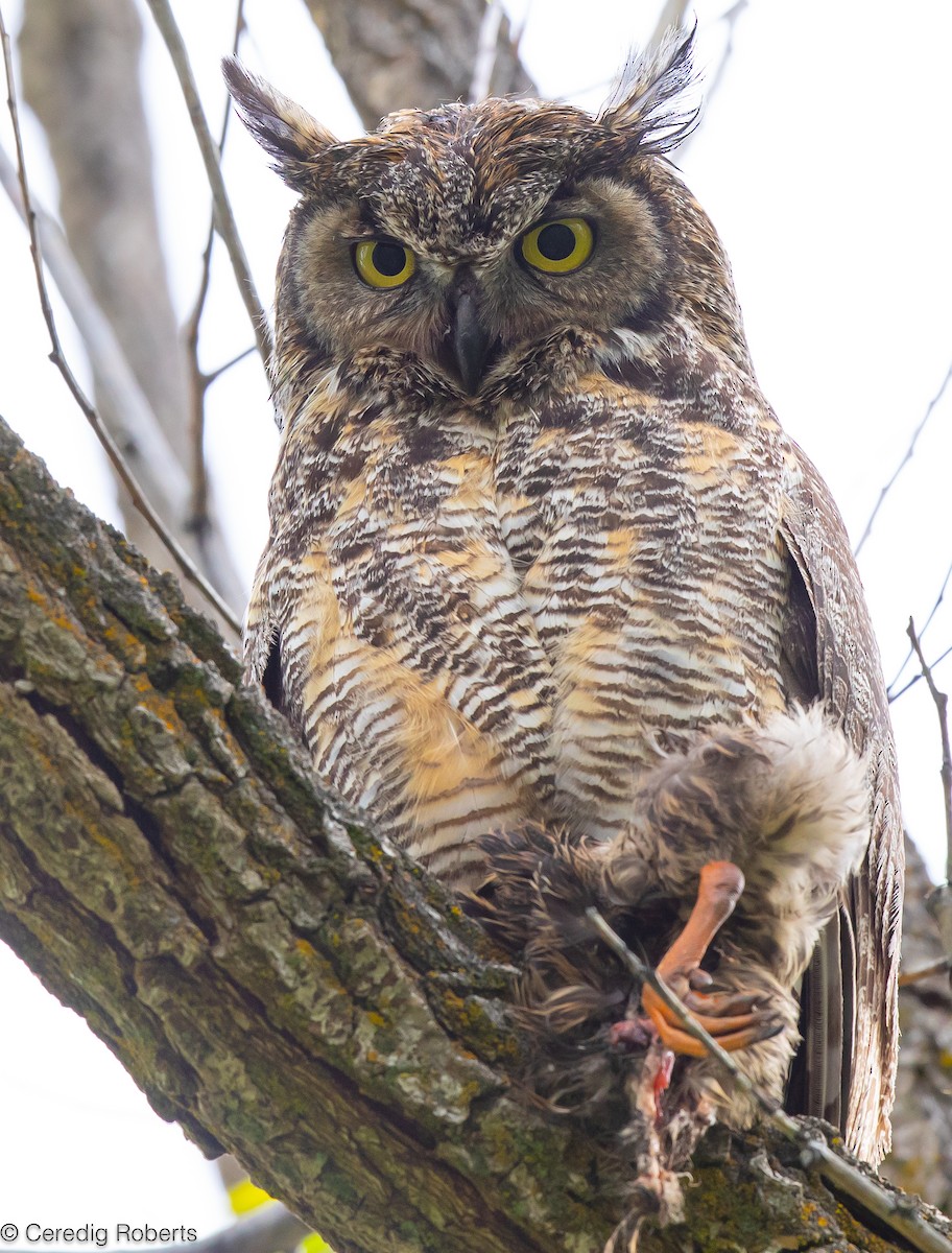 Great Horned Owl - ML618503746